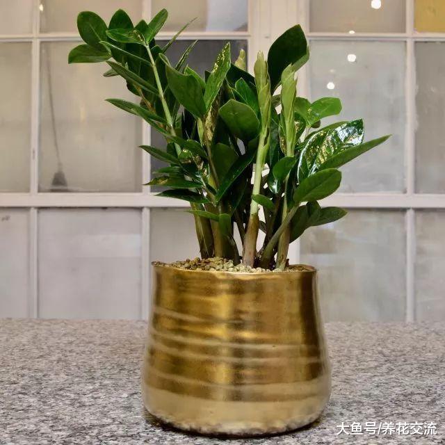 特别耐旱的一些室内植物, 养在办公室桌面上就是不错的选择