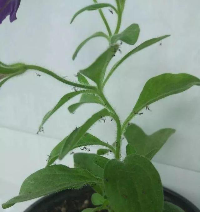 小黑飞泛滥了! 这几种花卉竟然可以杀死它们, 小技巧值得收藏!