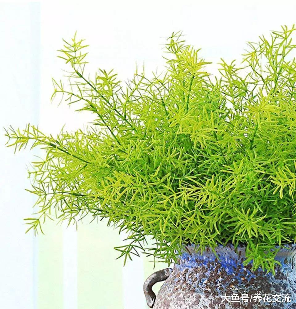 长得特别像文竹的天门冬, 能开出满枝白花和红色浆果