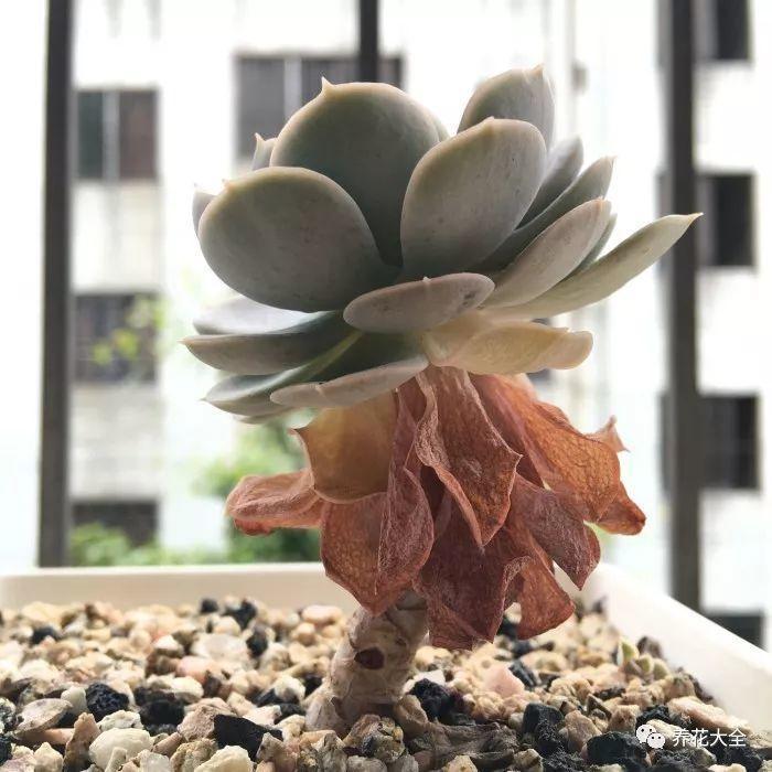 夏天的多肉穿裙子? 学会用竹签, 长得直挺不烂根!