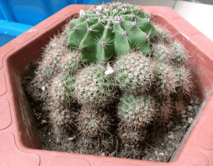 仙人球一个孤零零? 狠心切一刀, 小崽呼呼冒不停!