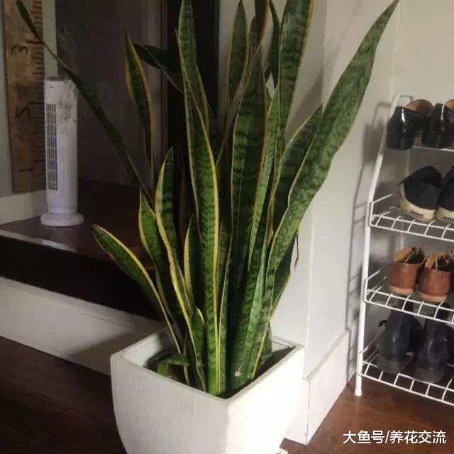 虎皮兰如何养护才能长出更多侧芽, 日常养护的几个技巧
