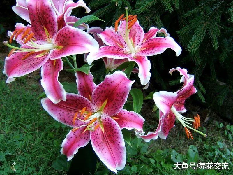 在院子上种上这11种花, 家里365天都有五彩缤纷的花观赏