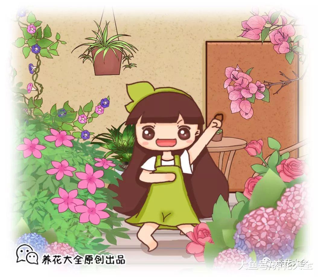 不知道该养什么花? 那就试试这6种, 半个月就能开满盆!