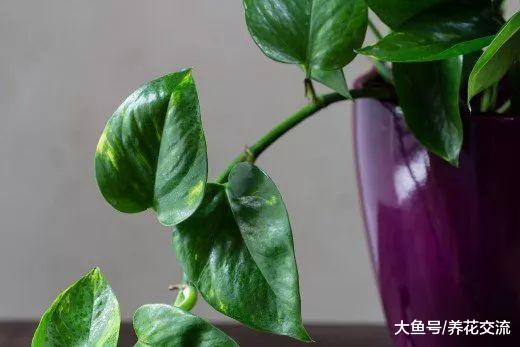 在办公室养护绿萝你需要注意的几个事项, 水培和土培都能生长良好
