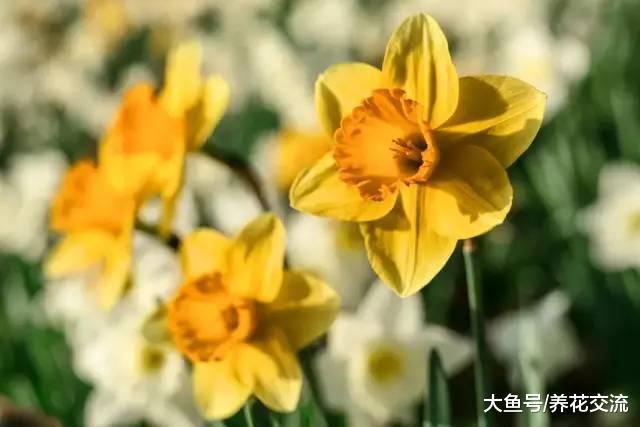 这7种球根植物在秋天种好, 春暖后就能不断有花卉观赏了