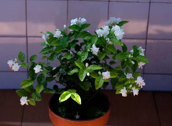 这8种花, 就爱喝雨水, 越淋雨长得越壮实!
