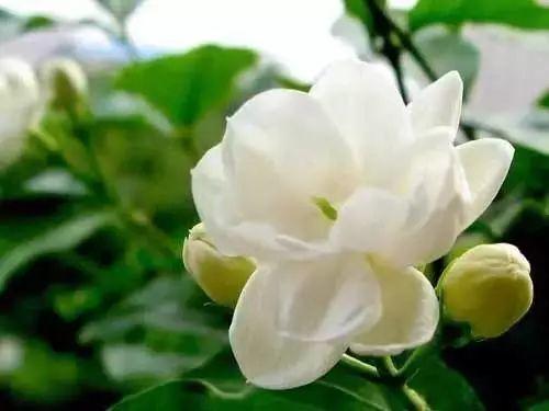 花前掐一下, 花后剪一刀, 月季茉莉想开几次开几次!