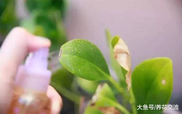 浇水过多快淹死的盆栽植物要怎么挽救呢?