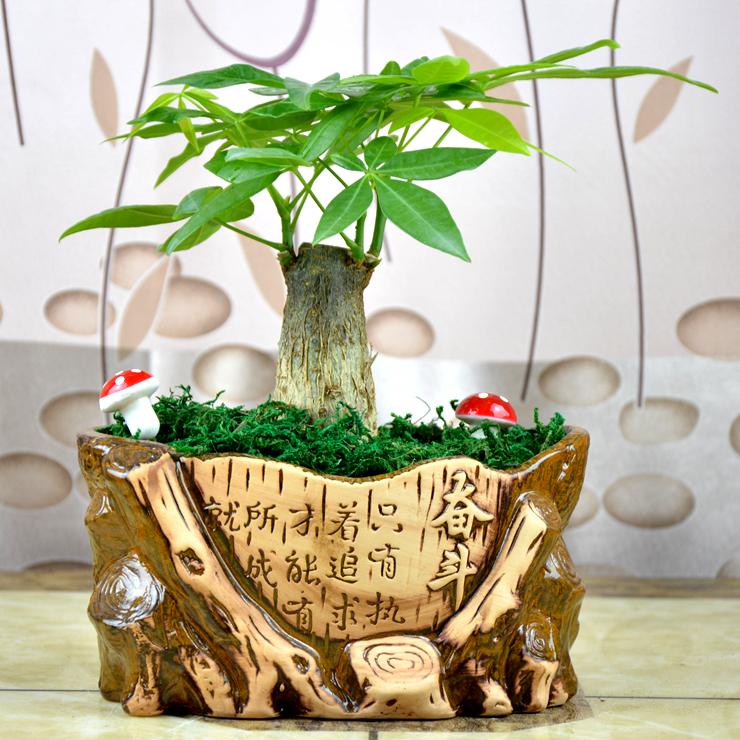 亲朋好友“乔迁新居”, 送这3种花, 寓意: 平安、富贵!