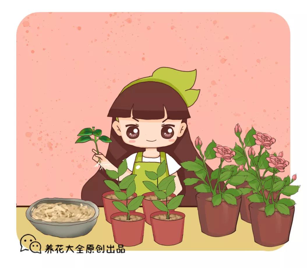 木头渣子也是宝, 养花就靠它, 把花1盆变多盆!