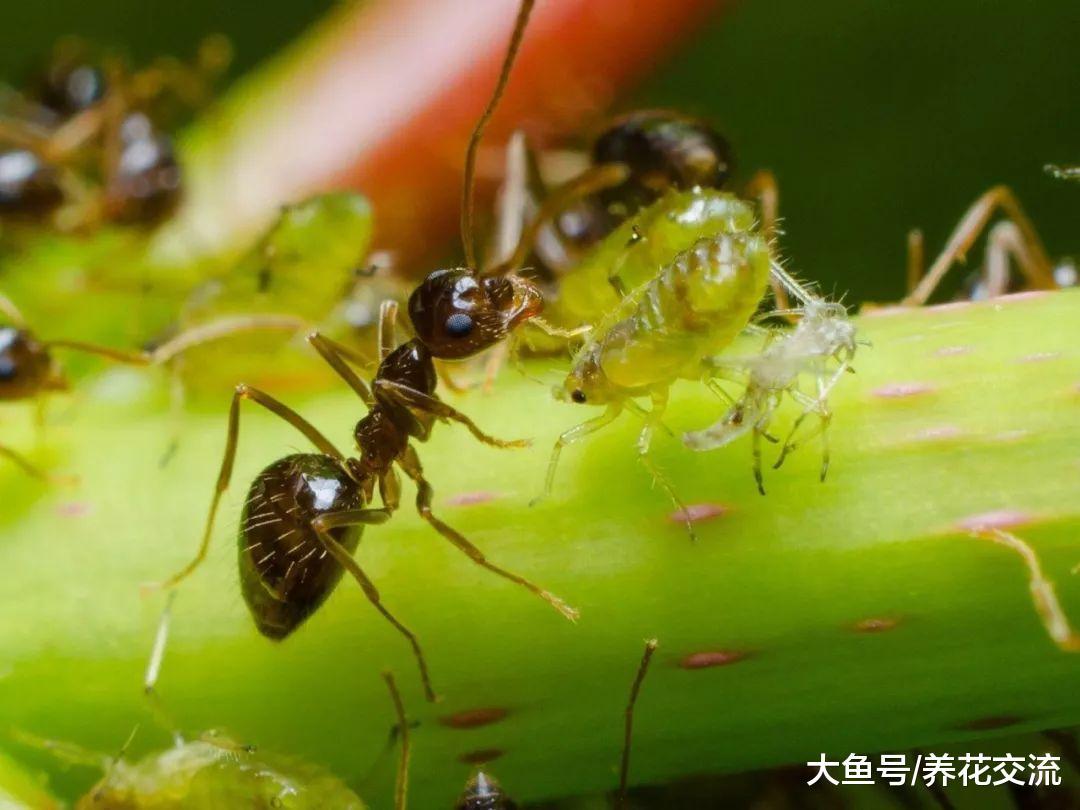 室内植物的叶片上有粘稠的粘液的原因, 轻松去除花卉上的腻虫