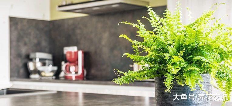 适合养在浴室里面的耐阴植物, 不用经常照顾也能生长良好