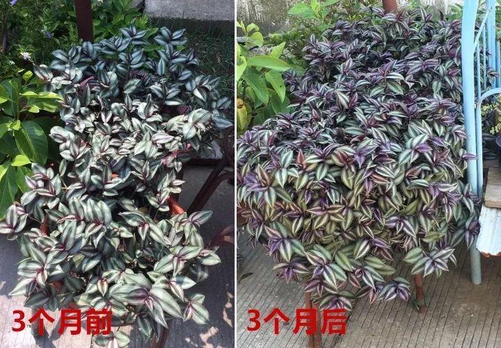 吊兰这么养, 半年长成草垛子, 谁看都想搬回家!