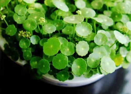 别再傻乎乎的以为铜钱草只会长叶子, 其实人家会开花的, 还很漂亮