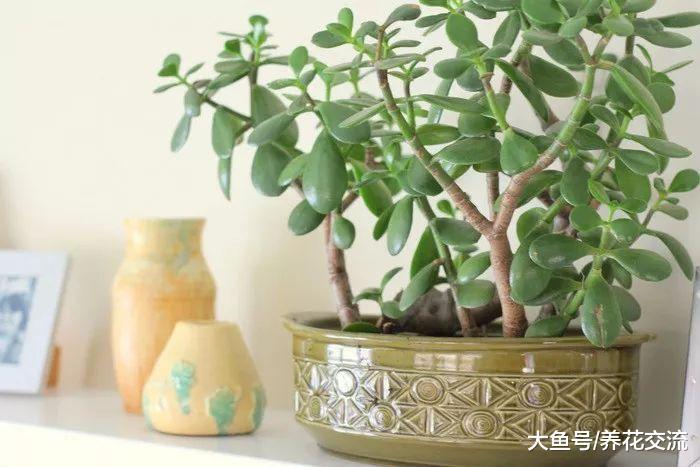 这些植物养在室内能够很好净化空气, 去除家里的有害毒素