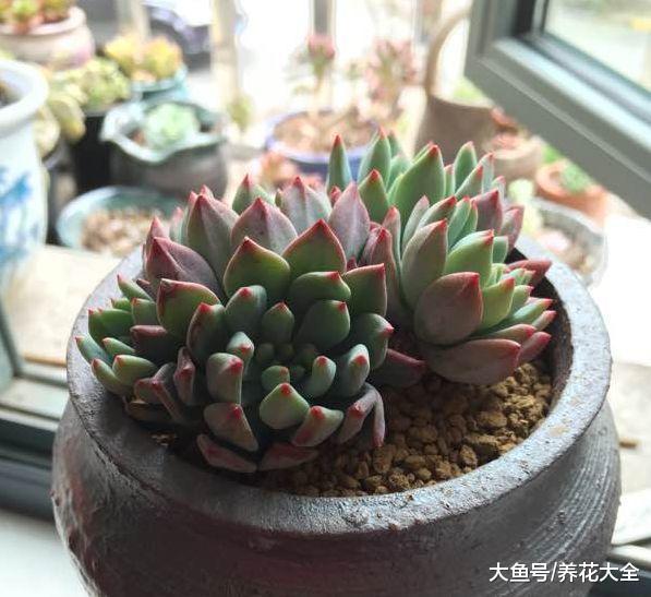 想把多肉养成老桩, 只需4步, 身价立马翻数倍!