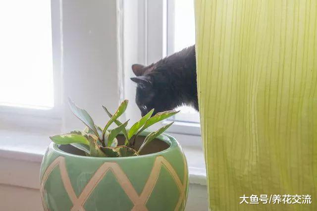 紫边碧玉的叶子发黄是什么状况, 为什么叶片刚长出来就变黄