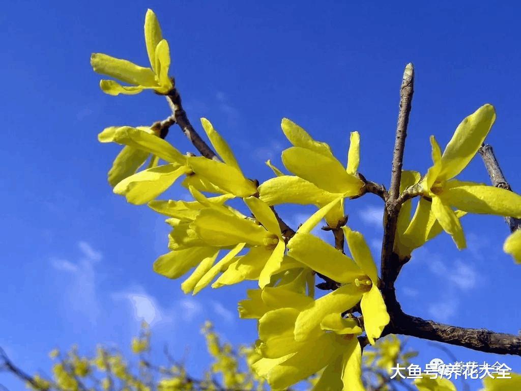 清明踏春必备! 带着这份花名册出发吧!