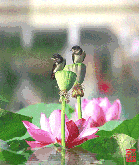 炎炎夏日, 莲花的美景别错过, 送你一池清凉!
