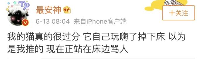 当猫咪暴躁起来, 它能骂你一宿