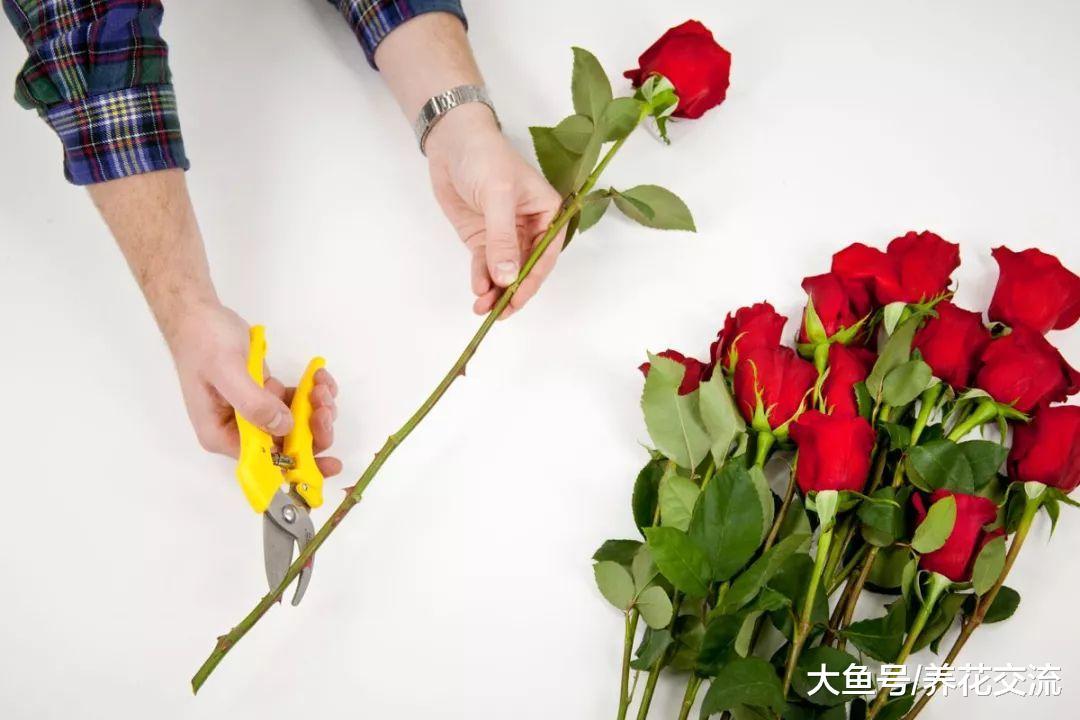 买来的玫瑰插花用这些技巧插在水中可保鲜一两周