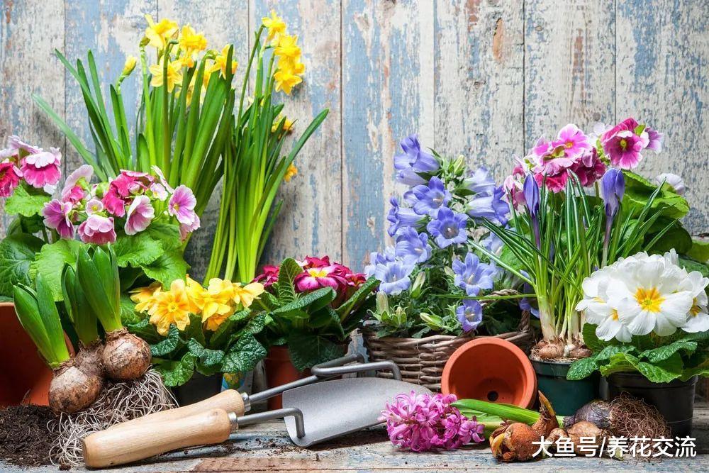 6种在春暖后盛放的鳞茎花卉, 适合秋天栽种的灿烂花卉
