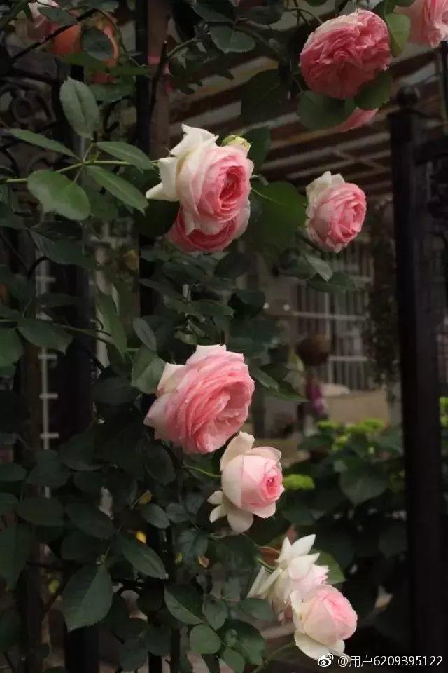 她的北阳台花园, 推门就是千亩湖, 仙境也不过如此!
