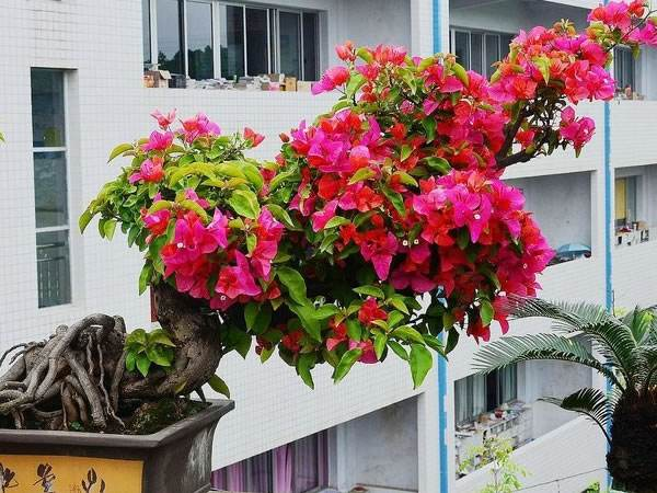 三角梅“开花”难? 7天喂勺“汤水”, 花朵旺满盆!