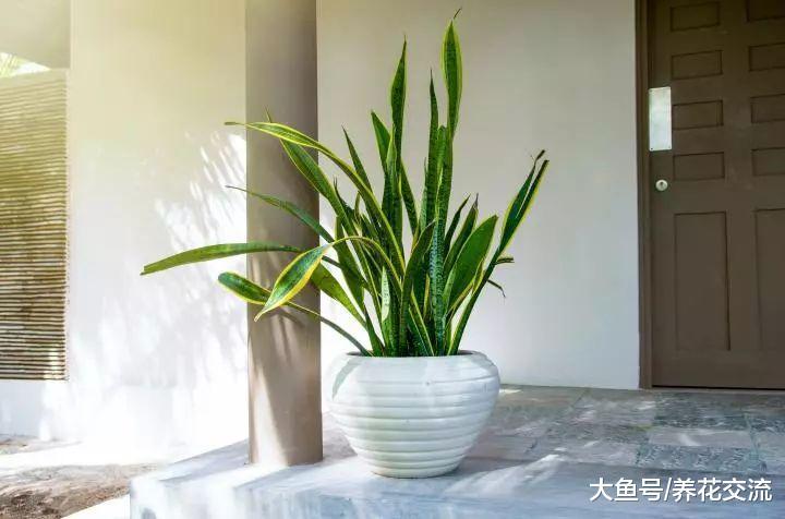 虎皮兰如何养护才能长出更多侧芽, 日常养护的几个技巧