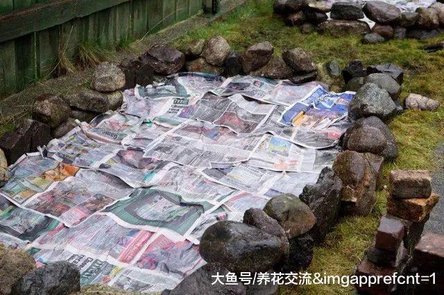 废弃的旧报纸铺在土面上有这么多好处, 让土壤肥沃、没杂草