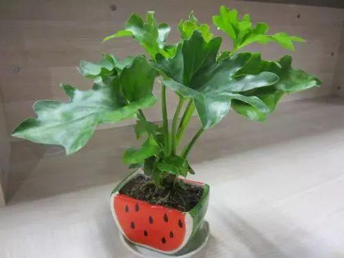 2018年火爆全网络的植物, 大家都在养, 你家有养殖吗?