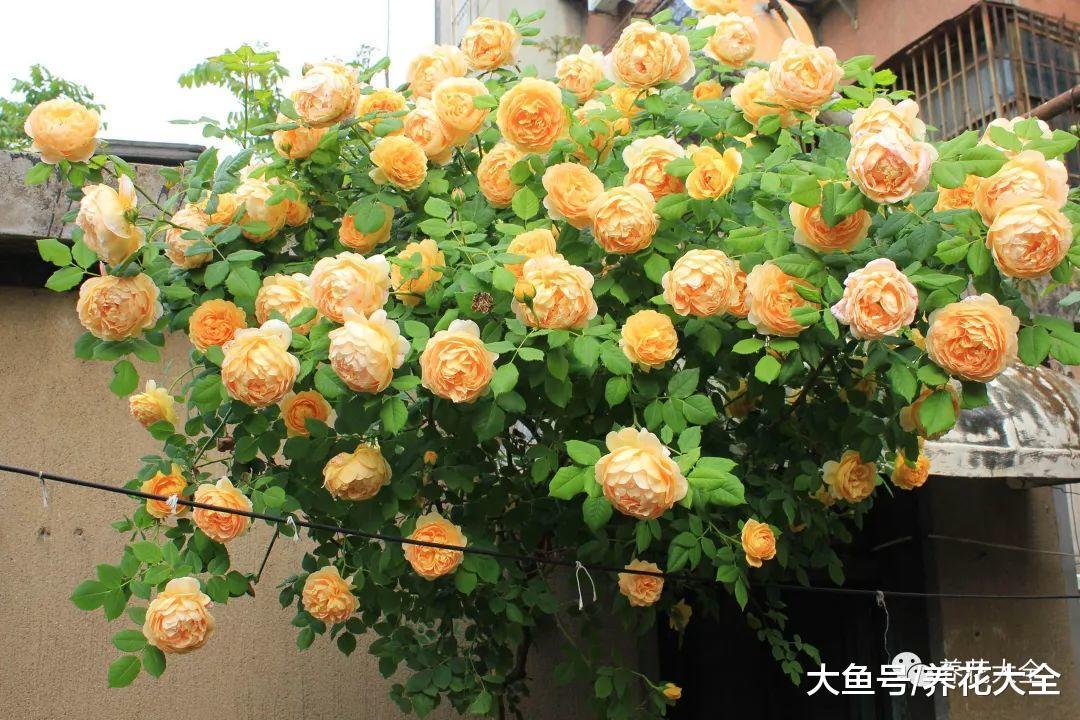 担心花被晒死? 养养这几种, 阳光越好花开的越多!