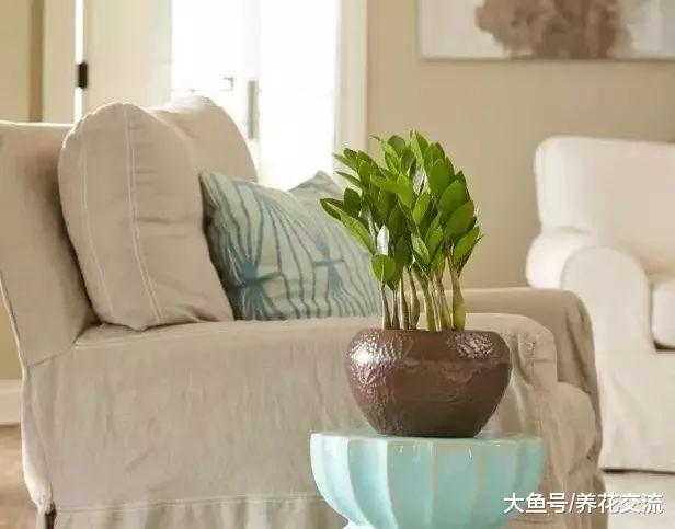 12种室内常见的盆栽花卉感染病虫害的处理方法