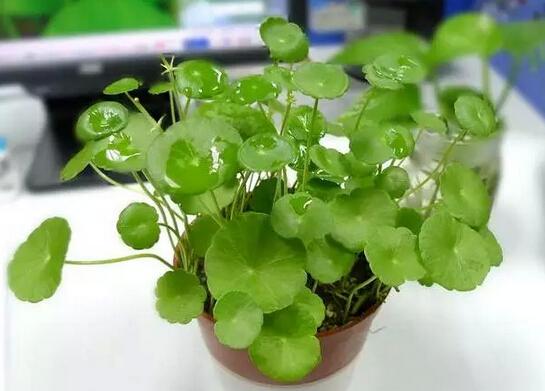 夏天太热了, 这些花卉需要“理发”, 轻轻松松度过酷夏!
