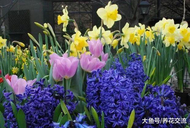 春天正开花灿烂的几种球茎花卉, 适合种院子和盆栽的开花植物