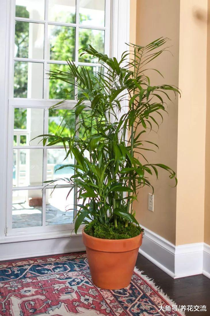 十种容易生长、净化室内空气效果很棒的盆栽绿植, 对健康有好处