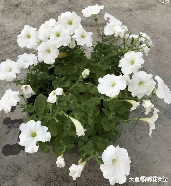 矮牵牛长歪了? 给它理理发, 开成一个大花球!