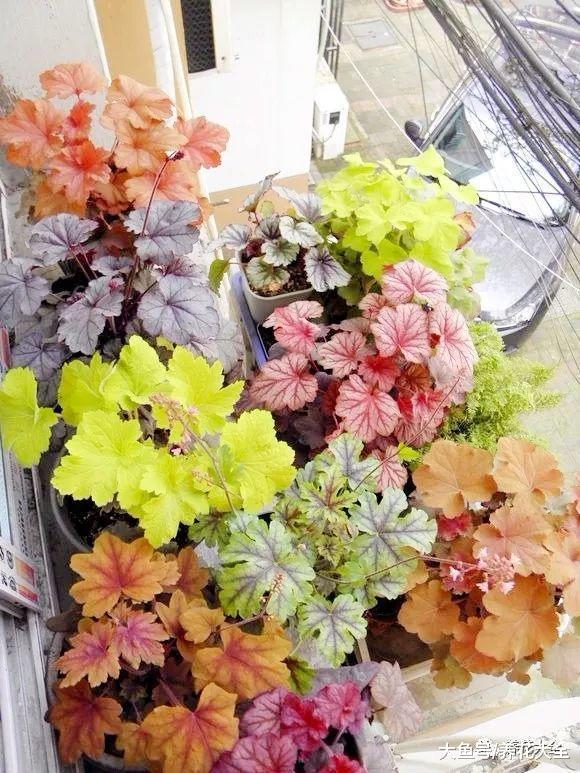 还养啥花? 这7种花, 养叶子比花还要美!