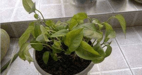 今日立冬, 家里的花再不转移, 叶子全都黄蔫蔫!