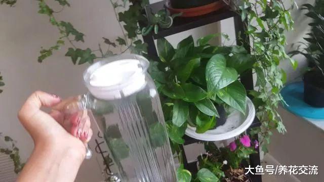 栽培盆栽绿萝用什么土壤最好, 对花盆有什么要求?
