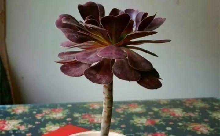 养多肉就得狠点心, 她一刀砍下去, 7天冒出10个芽!