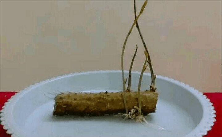 一节山药埋盆里, 叶子呼呼爬满墙, 来年挂满小豆豆!