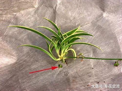 没想到吊兰还能开花结果, 养在室内要注意这几点