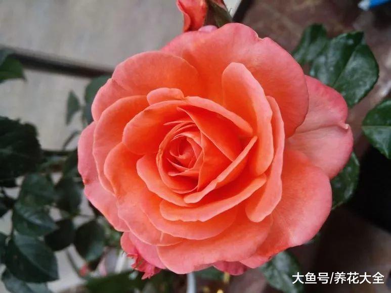 还在犹豫养什么花? 不如试试这8种月季, 好看又好养!