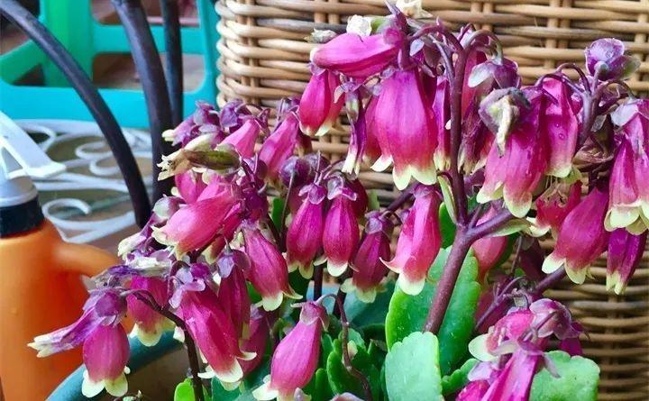 这些花一开, 挂满“小灯笼”, 2个月长满阳台, 谁见了都想养!