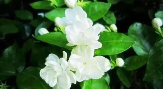 没有花的屋子, 怎么能叫做家呢? 这10种花卉养在家里最适合啦!