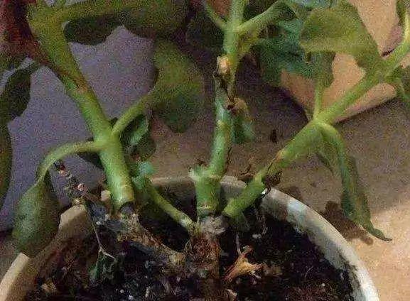 长寿花一剪一插, 花骨朵呼呼冒, 叶子都看不见!