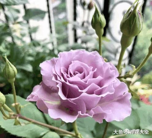 花谢后这么做, 3天窜出8个芽, 20天就爆盆!