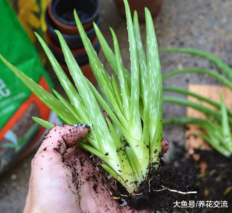 为什么养在室外的盆栽芦荟不断长侧芽, 叶片变红要怎么处理?